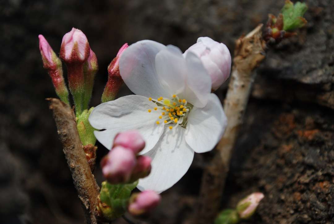 北越谷の桜はそろそろ開花です